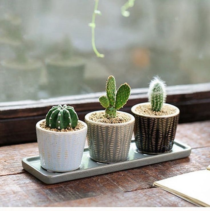 Indoor Mini Plants & Vases